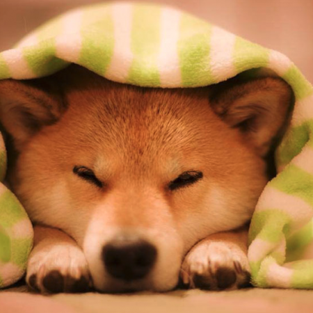 Shiba Inu: The ‘Dogecoin Killer’ is Here!