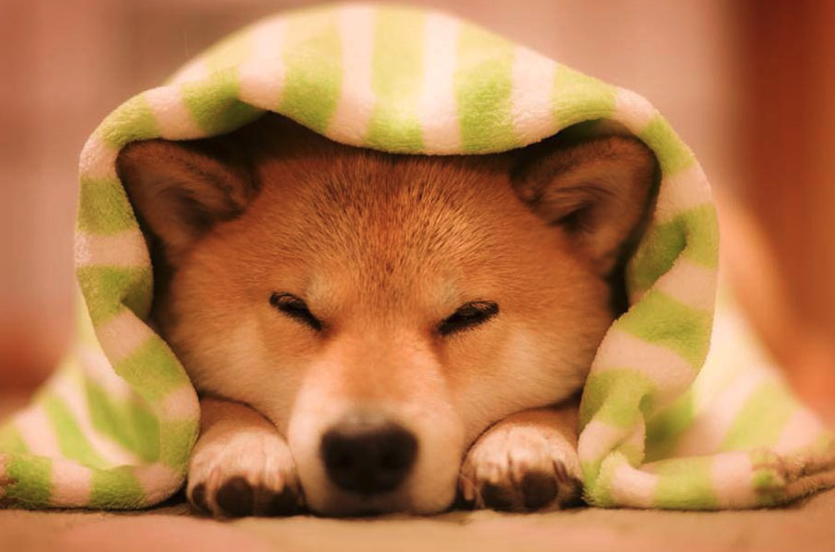 Shiba Inu: The ‘Dogecoin Killer’ is Here!